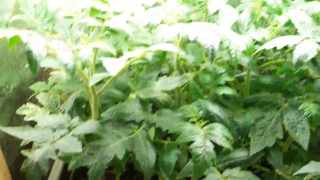 Подсветка рассады 2 смотреть онлайн