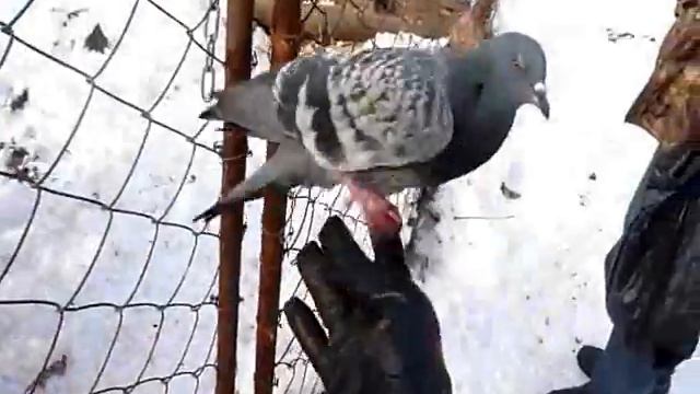 олени смотреть онлайн