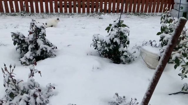 Розы! Укрытие на зиму смотреть онлайн