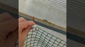 Защита теплицы от котов и другой животины