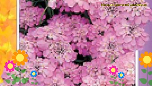 Иберис зонтичный Розовый. Краткий обзор, описание характеристик iberis umbellata Rozovyy смотреть онлайн