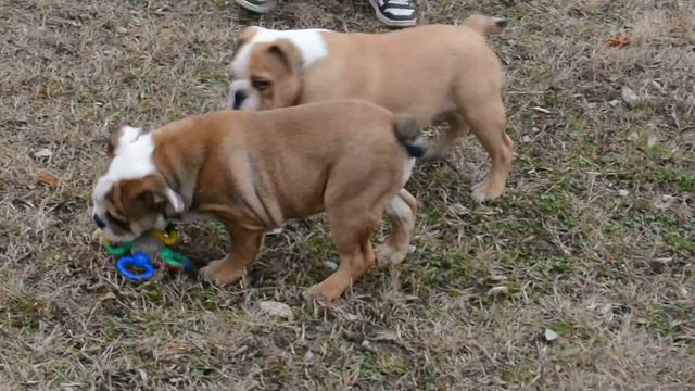 Butch and Drachen the playful 4 month old english bulldog brothers sold by Europuppy 3 смотреть онлайн