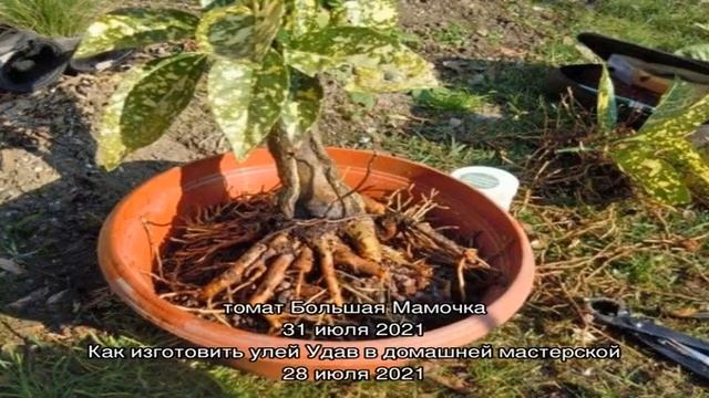 Пересадка аукубы: когда и как лучше это делать смотреть онлайн