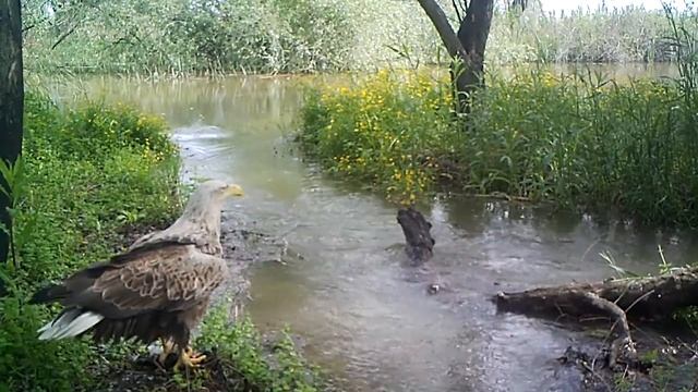 Голос орлана-белохвоста. смотреть онлайн