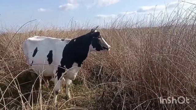 Сделанный моими руками. Отелилась Милка. смотреть онлайн