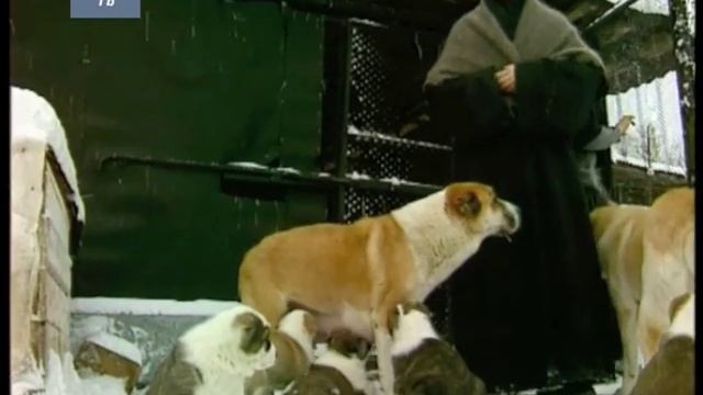 Коломна, женский монастырь. Лучших кавказских и азиатских овчарок мира разводят здесь, репортаж смотреть онлайн