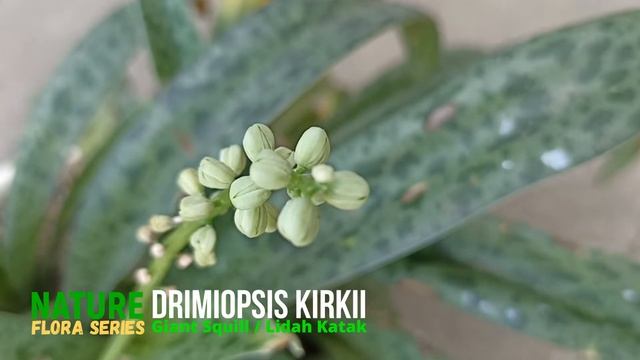 Drimiopsis Kirkii Plant or Giant Squill смотреть онлайн