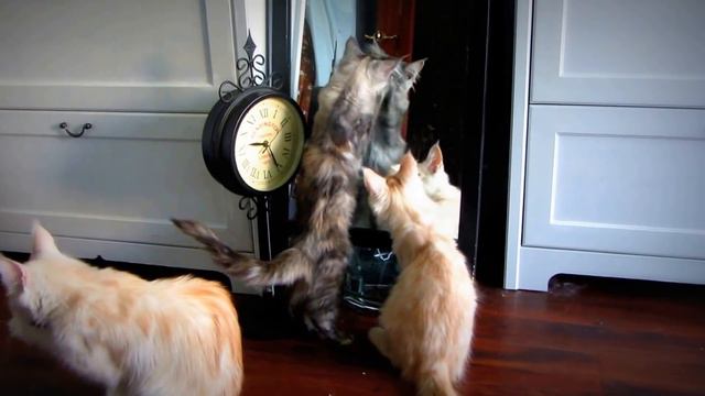 Washbowl: CatsReal #100 смотреть онлайн