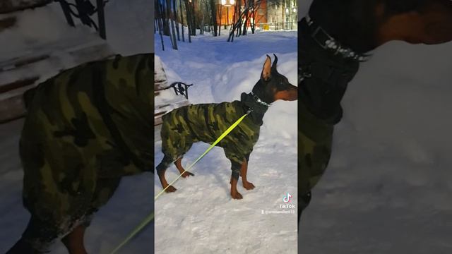 Лииса де Валькирия. Доберман. Погулочка. смотреть онлайн
