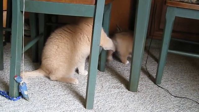 Corgi Pup Pesters the Cat смотреть онлайн