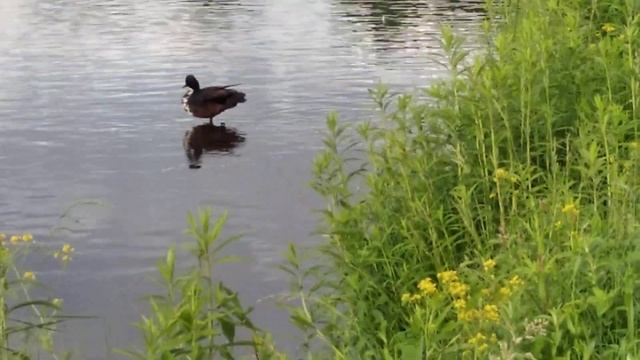 ГНЕЗДО ДИКИХ ГУСЕЙ