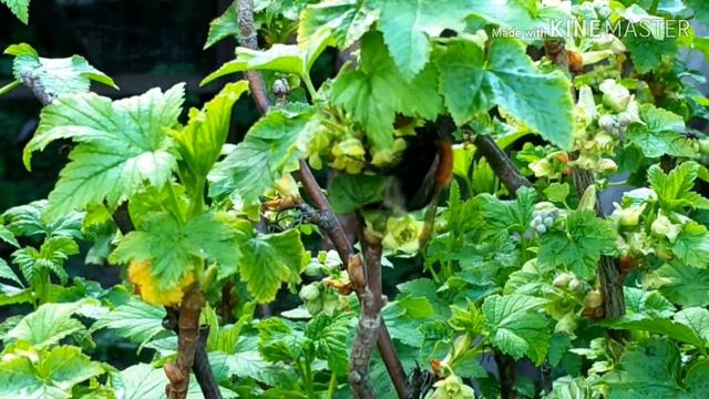 Цветение Яблони.Май Весна 2020 Цветущая Яблоня.Яблоня Весной.Пчелы в саду смотреть онлайн