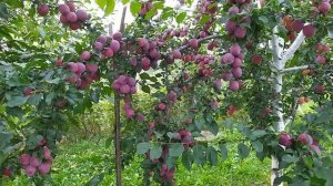 Слива Персикова! Урожай 2021р