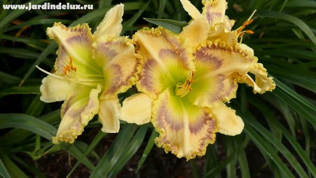 Цветение сортового лилейника GREEN GRINDER в саду www.jardindelux.ru смотреть онлайн
