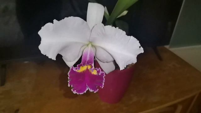 Cattleya Blc. Mildred x Blc. Chyong Guu Swan Orchid Spotlight - The misslabled cattleya warscewiczi смотреть онлайн