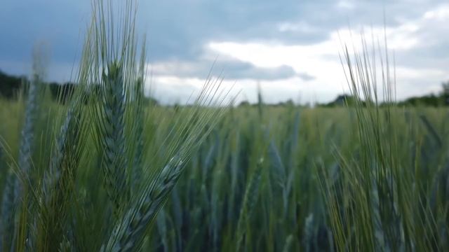 Зять застукал тещу с подругой за этим делом. Истории из жизни. смотреть онлайн