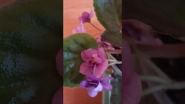 Что снимать? Опрос. смотреть онлайн