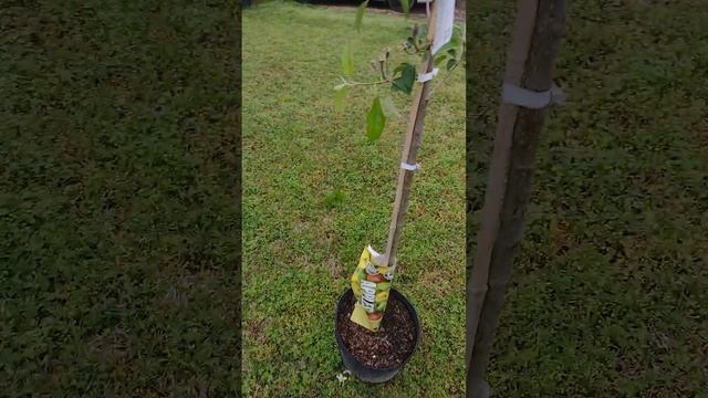 Planted A Fruit Tree Pink Lady Apple Tree