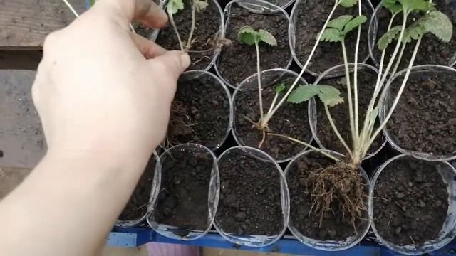 ДЮШЕНЕЯ индийская ? размножение и обзор маточников. смотреть онлайн