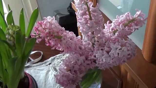 Влог И снова о Гиацинтах смотреть онлайн