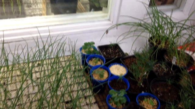 🌱 Лук из семян в домашних условиях | В каких условиях у меня растёт рассада лука. смотреть онлайн
