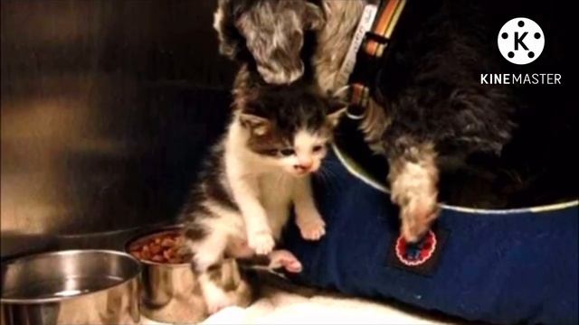 Собака кормила и защищала крошечного котенка, брошенного на дне глубокой ямы смотреть онлайн