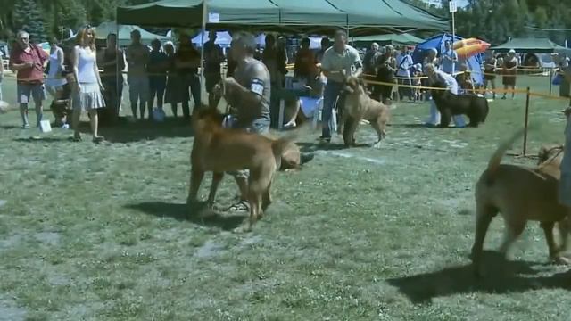 Bully Kutta vs Tosa Inu Highlights смотреть онлайн