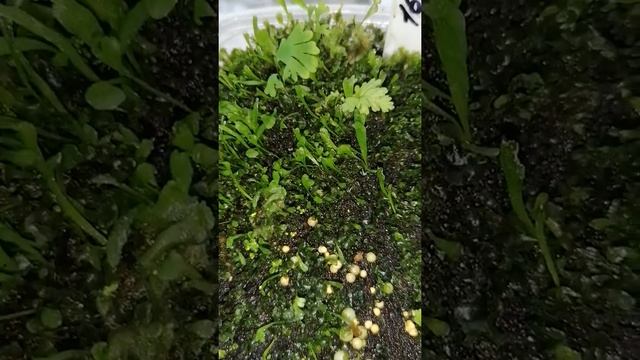 Посев спор папоротника смотреть онлайн