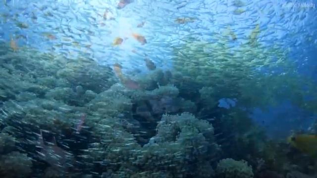 Fall Asleep in Under 3 MINUTES | Body Mind Restoration | Melatonin Release, Healing Music Therapy смотреть онлайн