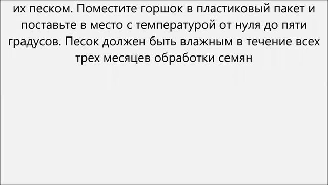 Как вырастить абрикос из косточки смотреть онлайн
