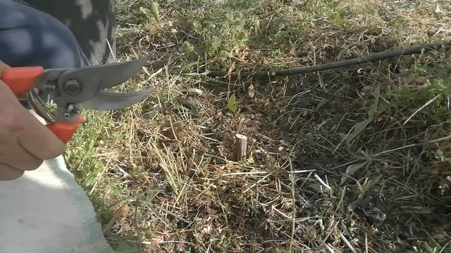 Прививка винограда в расщеп подземного штамба смотреть онлайн