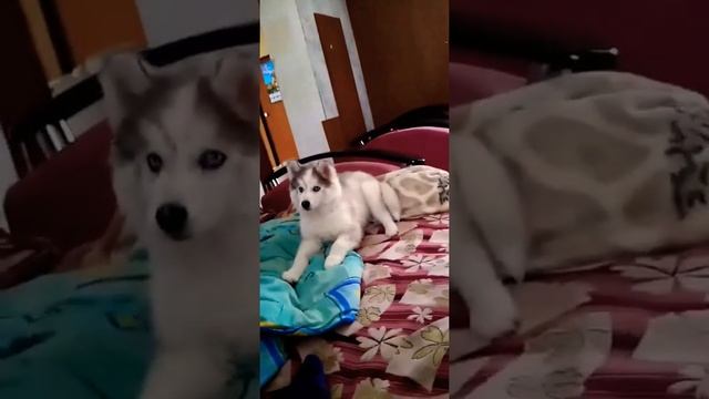 Характер Хаски смотреть онлайн
