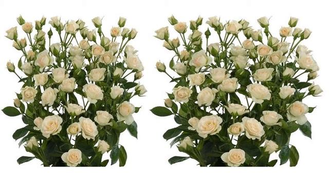 Spray Rose CREAM смотреть онлайн
