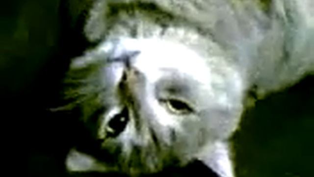 Ленивый котельный кот.flv смотреть онлайн