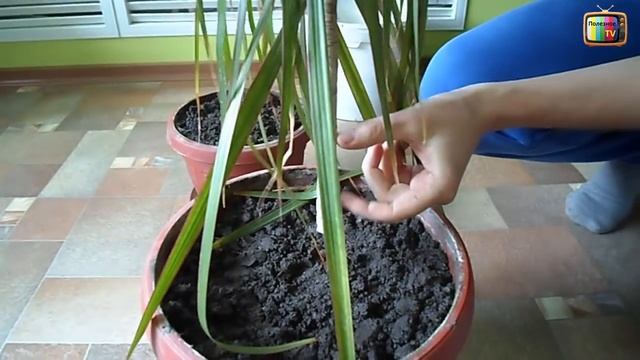 ДРАЦЕНА ОБРЕЗКА И РАЗМНОЖЕНИЕ смотреть онлайн