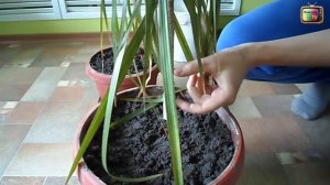 ДРАЦЕНА ОБРЕЗКА И РАЗМНОЖЕНИЕ