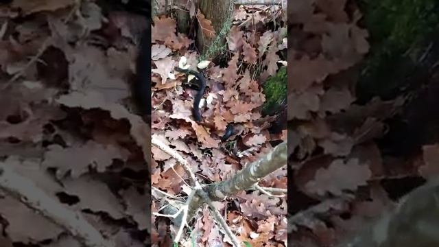 Внимание опасно в лесу! В лесу змеи. смотреть онлайн