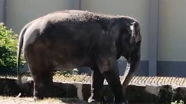 Слон, зоопарк, лето смотреть онлайн