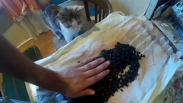 Секреты Творческого Саморазвития