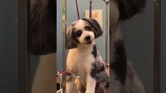 Этот пёс вызывает эффект зловещей долины . смотреть онлайн