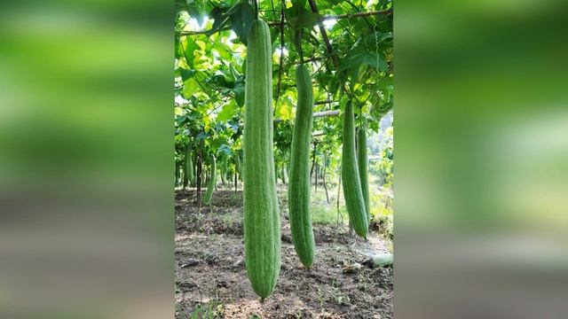 Что такое люфа? смотреть онлайн