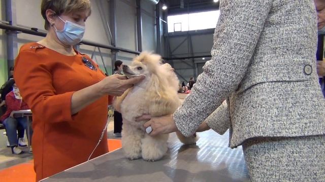 180 Моно пуделей 11.10.2020, RUT EXCELLENS PONTIKONISI смотреть онлайн