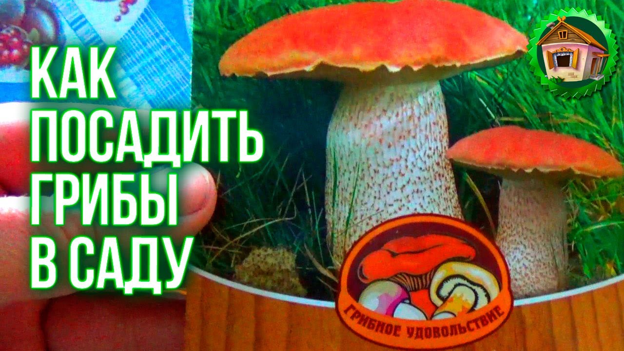 Как посадить грибы в саду? Посадили Землянику. Выращивание грибов. 18 серия смотреть онлайн