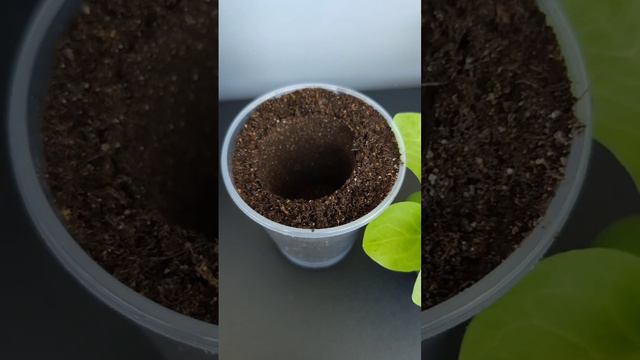 Петуния Мамбо F1.