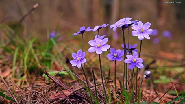 Божественная музыка трогает сердце! Прекрасные весенние мелодии! Музыка Сергей Грищук! Слушать! #5 смотреть онлайн