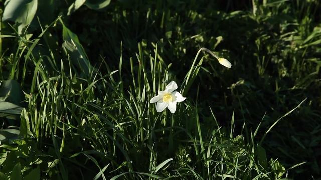 Весенние зарисовки смотреть онлайн