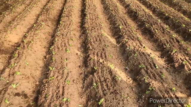 Erta Bahorga Salat Barglarini Yetishtirish / салат барги