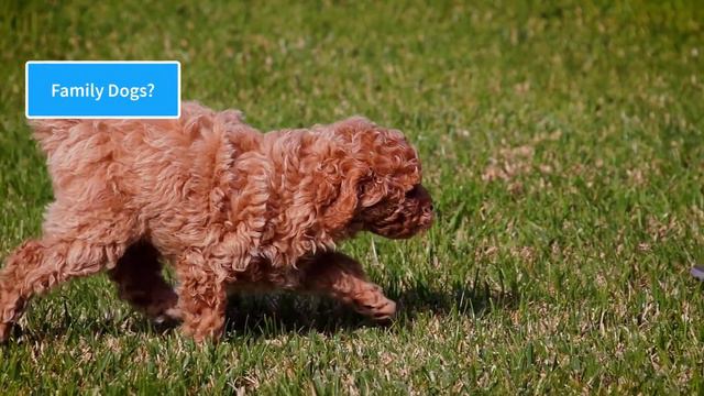 Sizes Of Poodle - A Side By Side Comparison