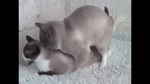Кошачья любовь!!! Спаривание!