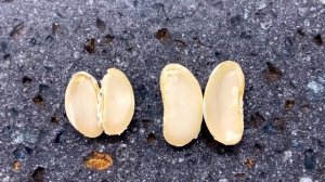 Как прорастить семена фасоли